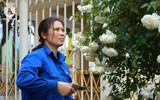 Hàng nghìn bông hoa hồng Bulgaria khoe sắc ở Công viên nước Hồ Tây